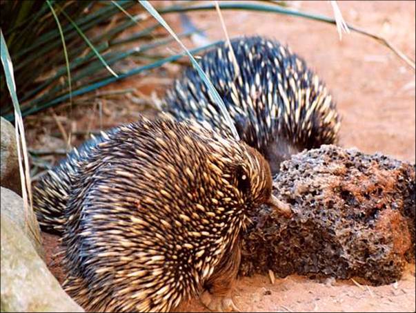 Echidna