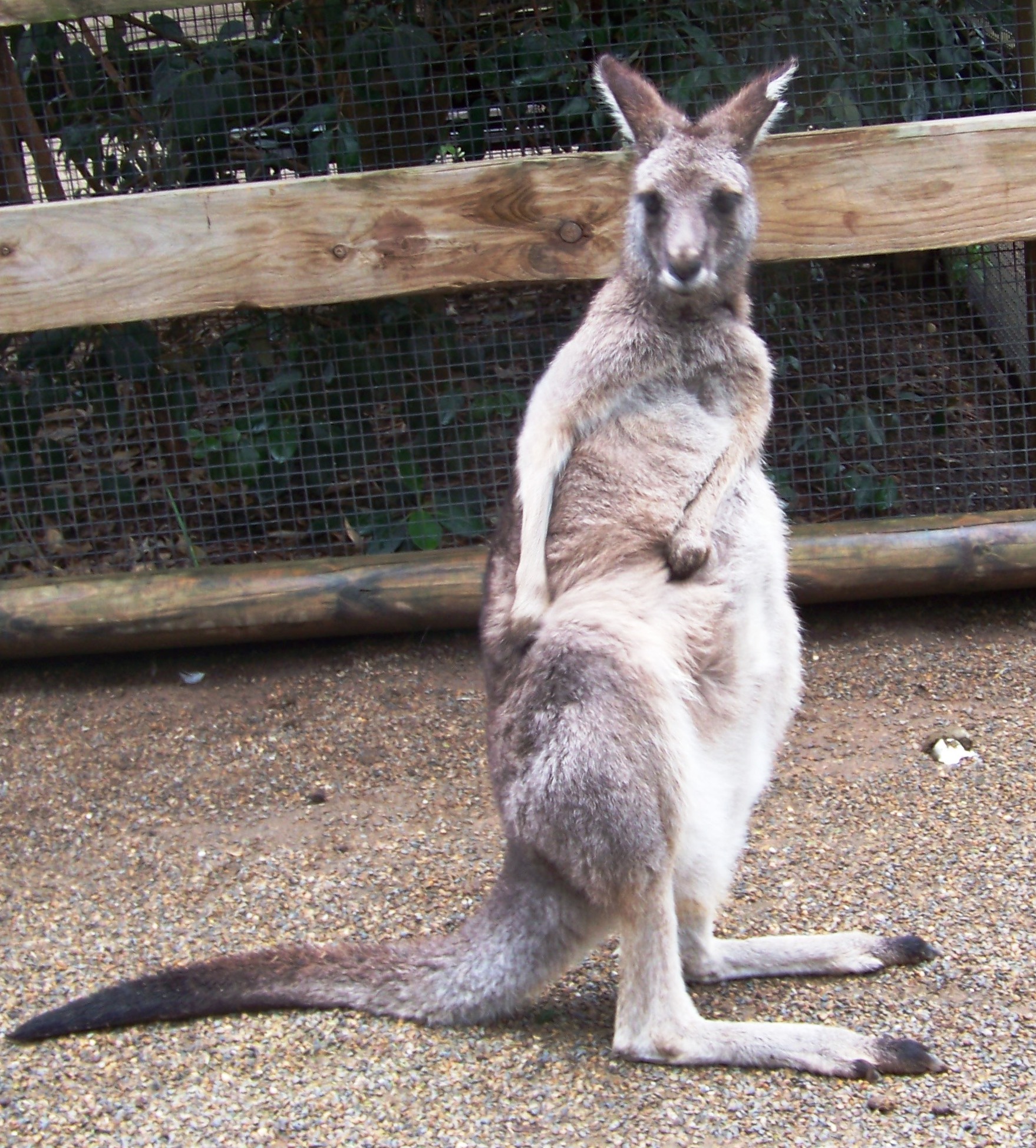 Kangaroo