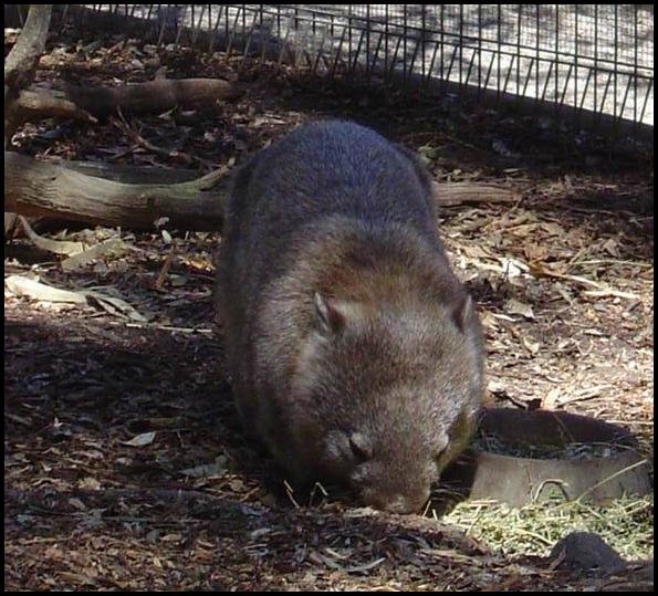 Wombat